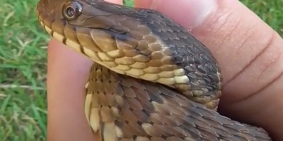 Ocala snake